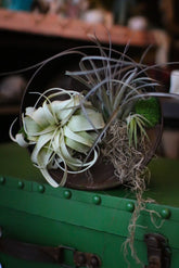 Plant Care