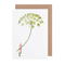 White card with watercolor painting of a small woman holding an oversized ammi flower.