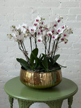 A potted white Phalaenopsis orchid arrangement with magenta centers, displayed in a hammered gold bowl on a green wooden table against a white brick wall.
