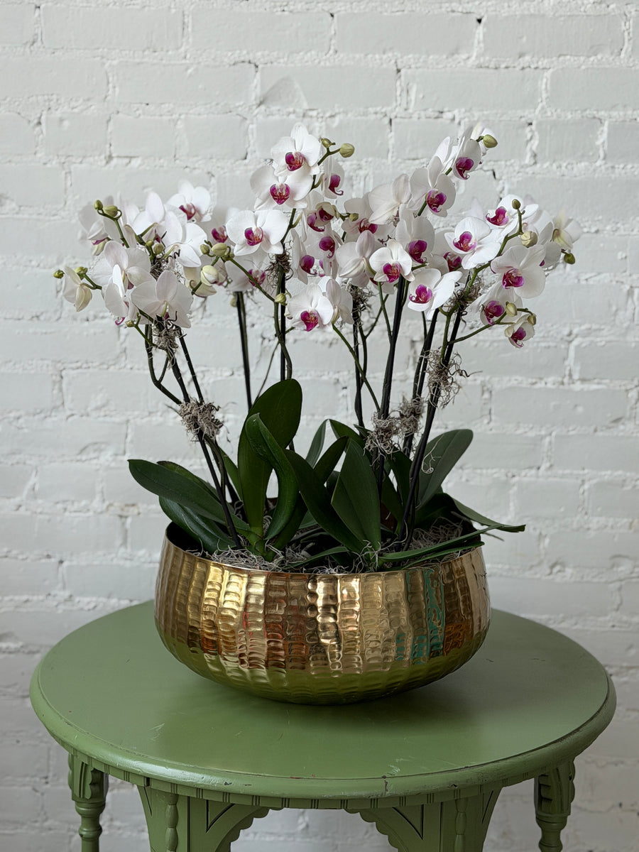 A potted white Phalaenopsis orchid arrangement with magenta centers, displayed in a hammered gold bowl on a green wooden table against a white brick wall.
