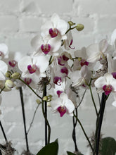 White Phalaenopsis orchids with vibrant magenta-purple centers, shown in a cluster with green buds and dark green leaves against a white brick wall background.
