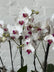 White Phalaenopsis orchids with vibrant magenta-purple centers, shown in a cluster with green buds and dark green leaves against a white brick wall background.