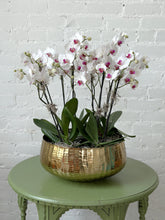 A large, hammered gold bowl with white and purple phalaenopsis orchids planted in it, sat on an olive green table in front of a white brick background. 