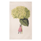 Beige tea towel with an illustration of a woman in a pink skirt holding an oversized green hydrangea. 