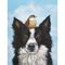 A border collie with a sparrow top its head, against a blue sky with clouds in the background.