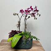 Purple and white speckled orchid plant with other small plants sit in a blue planter, on a wooden table. 