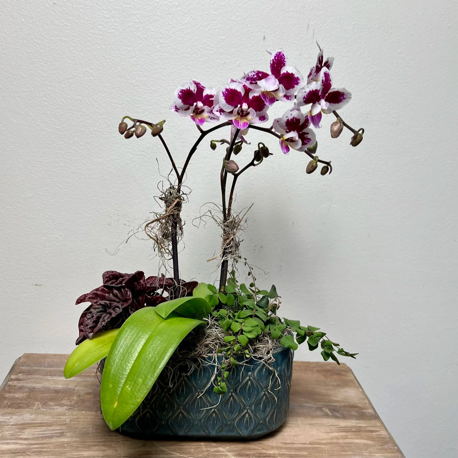 Purple and white speckled orchid plant with other small plants sit in a blue planter, on a wooden table. 