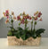 A rectangular birch planter holds three cream and pink orchid plants, dressed with green moss.