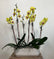 Three yellow orchid plants sit in a white ceramic hobnail container, dressed with spanih moss.