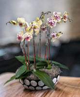 Three yellow and purple orchid plants potted in a black concrete pot with white polka dots. The orchids are dressed with spanish moss.