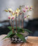 Three yellow and purple orchid plants potted in a black concrete pot with white polka dots. The orchids are dressed with spanish moss.