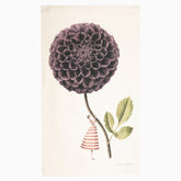 A beige tea towel with an illustration of a woman in a red and white striped dress holding an oversized purple ball dahlia.