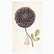 A beige tea towel with an illustration of a woman in a red and white striped dress holding an oversized purple ball dahlia.