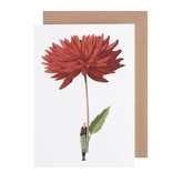 White card with watercolor paining of a small man holding an oversized red dahlia. 