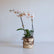 White orchid plant set in a birch pot, against a white background.