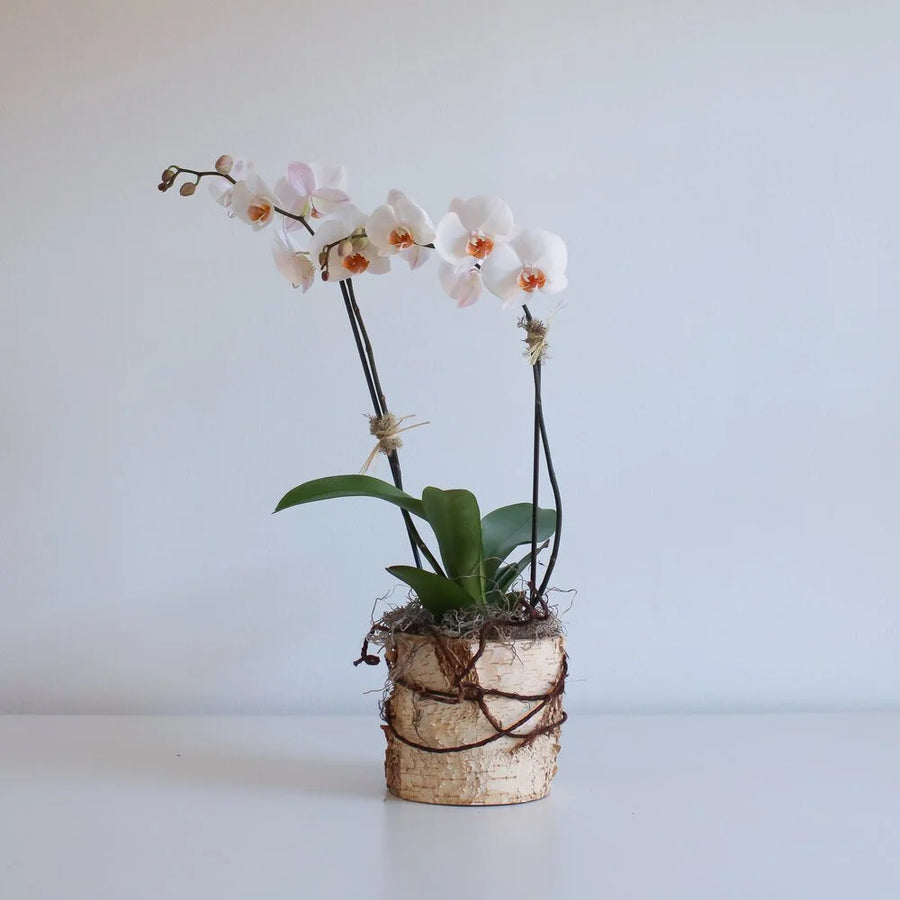 White orchid plant set in a birch pot, against a white background.