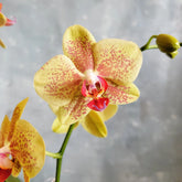 Close up of a yellow orchid bloom, speckled with peachy pink dots.