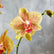 Close up of a yellow orchid bloom, speckled with peachy pink dots.