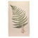 A beige teal towel with an illustration of a woman in a long pink dress holding an oversized fern leaf. 
